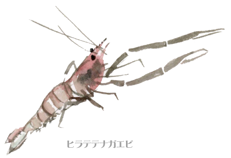 ヒラテテナガエビ